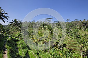 Tegallalang Rice Terraces in Ubud is famous for its beautiful sc