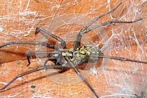 Tegenaria agrestis - Hobo Spider photo
