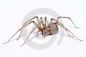 Tegenaria atrica - big spider isolated on white