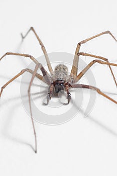 Tegenaria domestica - house spider