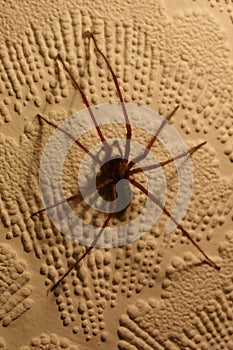 Tegenaria House Spider 01