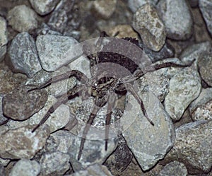 Tegenaria house spider with spiderlings