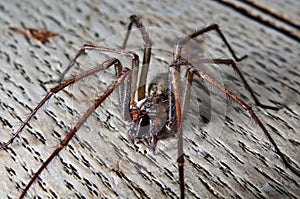 Tegenaria saeva spider close up