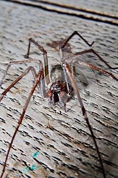 Tegenaria saeva spider close up