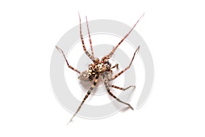 Tegenaria silvestris, spider macro shot on white background