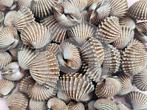 Tegillarca granosa or also known as a cockle , Blood clam. Close Up Shot. After Cooked. With Thai Spicy Seafood Sauce. Popular