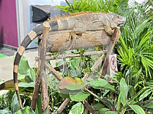 Tegu are the largest of the genus Tupinambis.