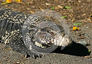 Tegu Lizard