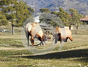 Tehachapi Mountain Elk photo