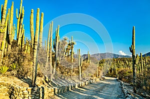 Tehuacan-Cuicatlan Biosphere Reserve in Mexico