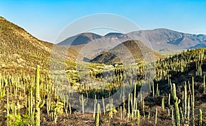 Tehuacan-Cuicatlan Biosphere Reserve in Mexico