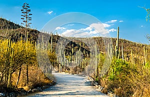 Tehuacan-Cuicatlan Biosphere Reserve in Mexico