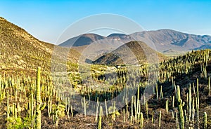Tehuacan-Cuicatlan Biosphere Reserve in Mexico photo