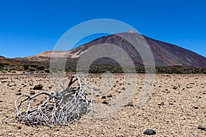 Teide - Dried tree brach on desert plain La Canada de los Guancheros with scenic view on volcano Pico del Teide photo