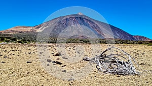 Teide - Dried tree brach on desert plain La Canada de los Guancheros with scenic view on volcano Pico del Teide photo