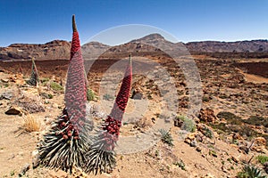 Teide National Park