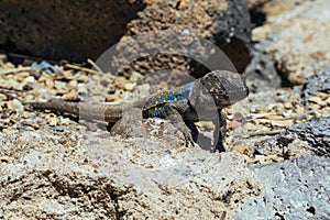 Teide National Park in Tenerife