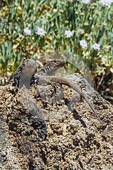 Teide National Park in Tenerife