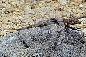 Teide National Park in Tenerife