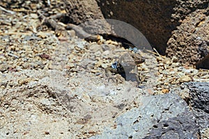 Teide National Park in Tenerife