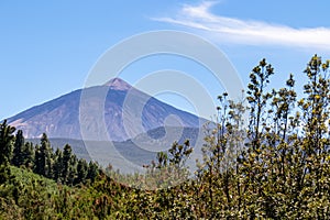 Teide - Panoramic distant view on volcano Pico del Teide seen from massive Canarian pine tree forest near Puerto de la Cruz