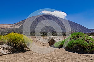 Teide volcanic landscape with flixweed blooming