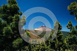 Teide volcano through trees, Tenerife, Spain