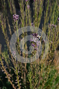 Teide wallflower, Erysimum scoparium