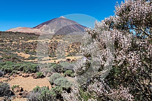 Teide- White retama flower with scenic view on volcano Pico del Teide and Montana Blanca, Mount El Teide National Park, Tenerife, photo