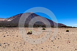 Teide - Yellow flixweed on desert plain La Canada de los Guancheros with scenic view on volcano Pico del Teide photo