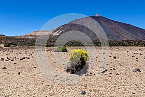 Teide - Yellow flixweed on desert plain La Canada de los Guancheros with scenic view on volcano Pico del Teide photo