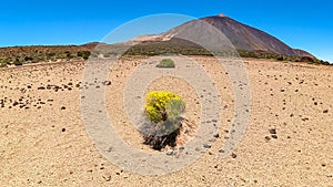 Teide - Yellow flixweed on desert plain La Canada de los Guancheros with scenic view on volcano Pico del Teide photo