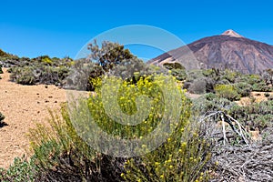 Teide - Yellow flixweed with scenic view on volcano Pico del Teide and Montana Blanca, Mount El Teide National Park, Tenerife, photo