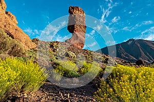 Teide - Yellow flowers Descurainia bourgaeana at golden hour sunrise. Morning view on rock formation Roque Cinchado, Tenerife.