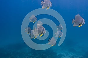 Teira batfish (Platax teira)