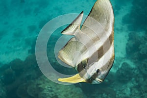 Teira batfish at Surin national park