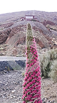 Tejinaste Rojo or Tenerife bugloss `tower of jewels`, mount tei