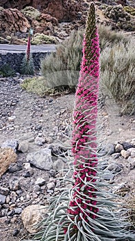 Tejinaste Rojo or Tenerife bugloss `tower of jewels`, mount tei