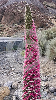 Tejinaste Rojo or Tenerife bugloss `tower of jewels`, mount tei