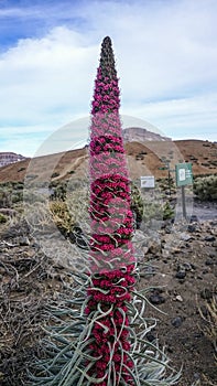 Tejinaste Rojo or Tenerife bugloss `tower of jewels`, mount tei