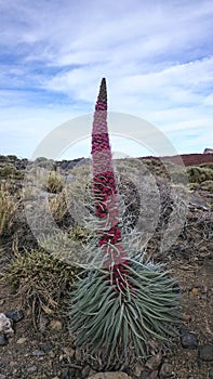 Tejinaste Rojo or Tenerife bugloss `tower of jewels`, mount tei