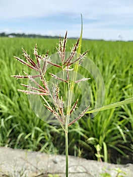 Teki field grass plants that thrive in the rice fields