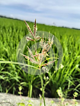 Teki field grass plants that thrive in the rice fields