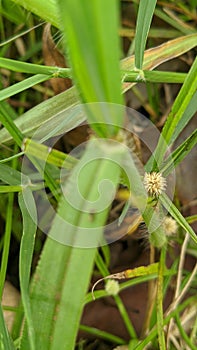 Teki flower grass