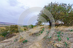 Tel Anafa, footpath and old Pistacia atlantica trees