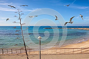 Tel Aviv New promenade along the Mediterranean sea and sandy beach. Flock seagulls soar in blue sky over the sea and embankment