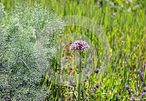 Tel Aviv onion (lat.- Allium tel-avivense