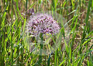 Tel Aviv onion (lat.- Allium tel-avivense