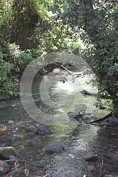 Tel Dan River Nature Reserve, North Israel