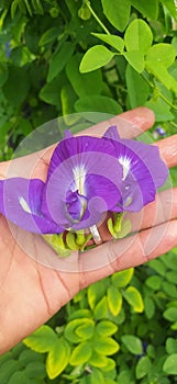 TELANG flower efficacious herbal plant photo